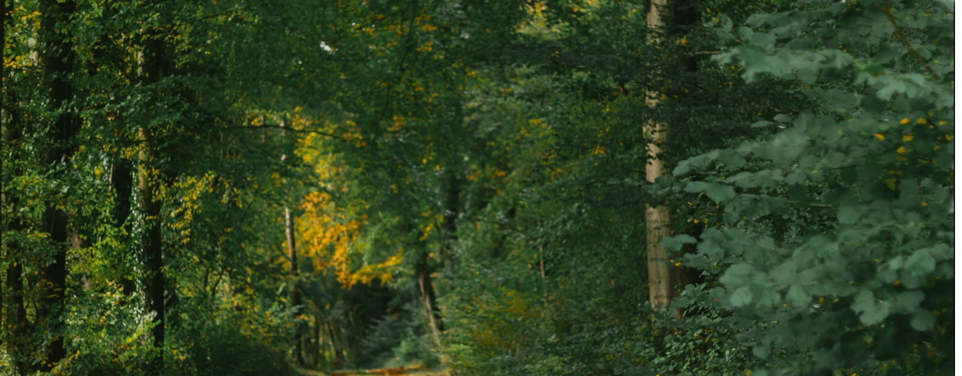 How does a wifi trail camera work?